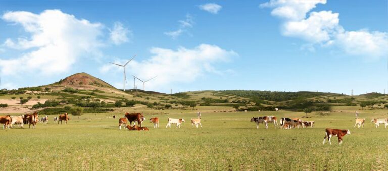 A field of cows next to a Ming Yang turbine